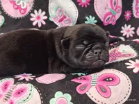 MINNIE, a female Pug for sale in Salina, KS – 3 of 10