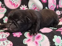 MINNIE, a female Pug for sale in Salina, KS – 6 of 10