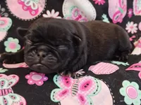 MINNIE, a female Pug for sale in Salina, KS – 7 of 10