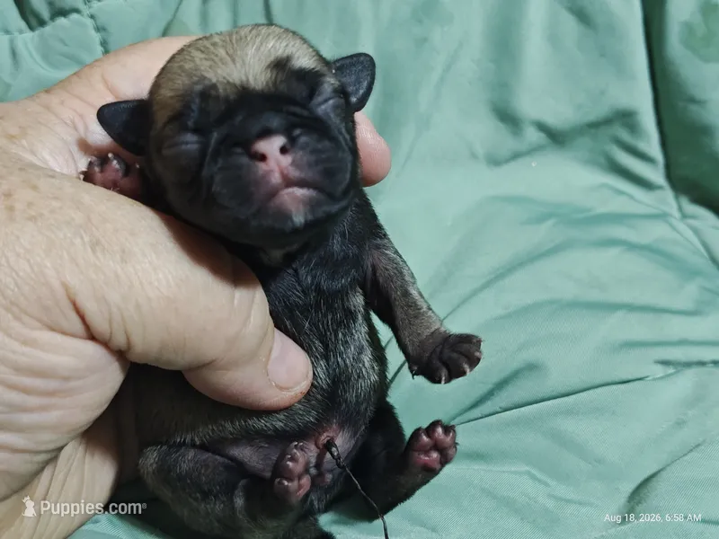 Buster the Perfect Pug Boy – Pug puppy for sale in Salina, KS