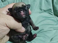 Buster the Perfect Pug Boy, a male Pug for sale in Salina, KS – 1 of 6