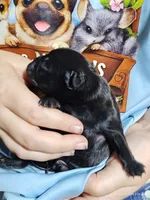 Pugsly Pug Man, a male Pug for sale in Salina, KS – 3 of 4