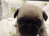 Buster the Perfect Pug Boy, a male Pug for sale in Salina, KS – 8 of 9