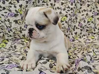 Aurora, a female Pug for sale in Salina, KS – 8 of 10