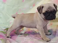 Merida , a female Pug for sale in Salina, KS – 9 of 10