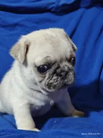 Otis Man Fawn Boy, a male Pug for sale in Salina, KS – 8 of 10