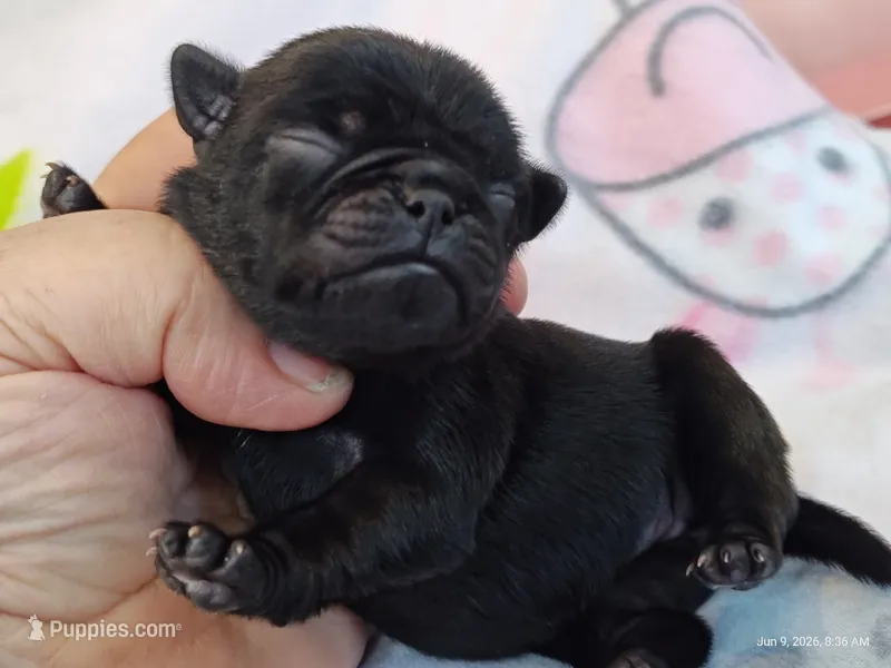 BABBS – Pug puppy for sale in Salina, KS