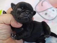 BABBS, a female Pug for sale in Salina, KS – 1 of 9
