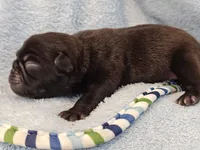 MICKEY, a male Pug for sale in Salina, KS – 2 of 10