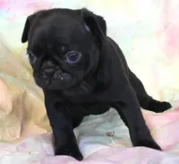 Onyx, a female Pug for sale in Salina, KS – Photo 3 of 7