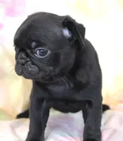 Onyx, a female Pug for sale in Salina, KS – Photo 6 of 7