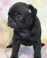 Onyx, a female Pug for sale in Salina, KS – Photo 5 of 7