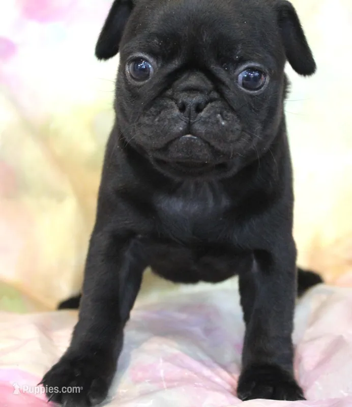 Onyx, a female Pug for sale in Salina, KS – Photo 1 of 7