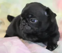 Onyx, a female Pug for sale in Salina, KS – Photo 2 of 7