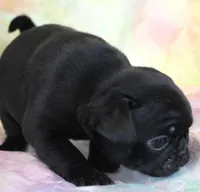 Onyx, a female Pug for sale in Salina, KS – Photo 4 of 7