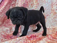 Hubert, a male Pug for sale in Salina, KS – 3 of 7