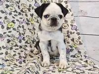 Flora, a female Pug for sale in Salina, KS – 5 of 10