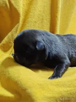 Waffles , a female Pug for sale in Salina, KS – 5 of 5