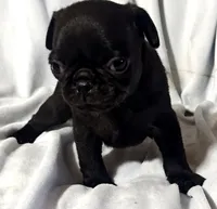 Katie Pug Love girl, a female Pug for sale in Salina, KS – 6 of 10
