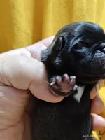 Waffles , a female Pug for sale in Salina, KS – 3 of 5