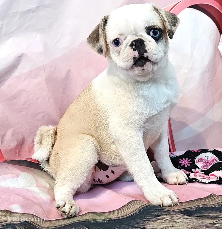 Aurora – Pug puppy for sale in Salina, KS