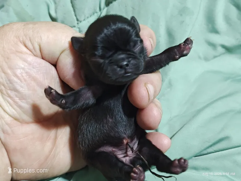 Katie Pug Love girl – Pug puppy for sale in Salina, KS