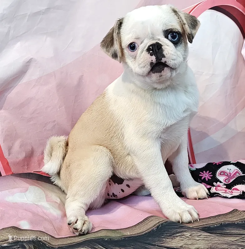 Aurora – Pug puppy for sale in Salina, KS