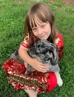 Sichuan, a female Pug for sale in Salina, KS – Photo 6 of 7