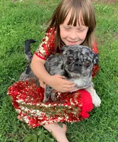 Sichuan, a female Pug for sale in Salina, KS – Photo 1 of 7