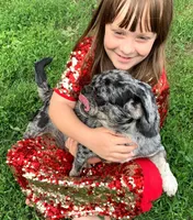 Sichuan, a female Pug for sale in Salina, KS – Photo 4 of 7