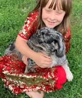 Sichuan, a female Pug for sale in Salina, KS – Photo 5 of 7