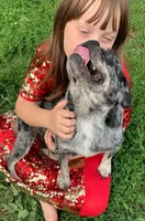 Sichuan, a female Pug for sale in Salina, KS – Photo 7 of 7