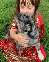 Sichuan, a female Pug for sale in Salina, KS – Photo 2 of 7