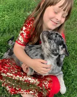 Sichuan, a female Pug for sale in Salina, KS – Photo 3 of 7