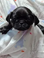 Mochi Missy Black Pug Girl, a female Pug for sale in Salina, KS – 5 of 6