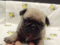 Buster the Perfect Pug Boy, a male Pug for sale in Salina, KS – 3 of 9