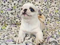 Aurora, a female Pug for sale in Salina, KS – 5 of 10