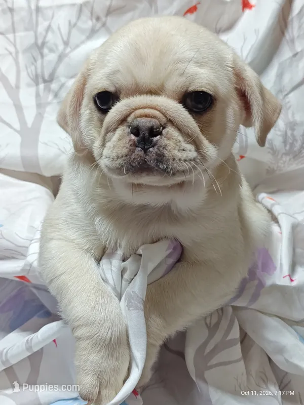 Doug on SALE! – Pug puppy for sale in Salina, KS