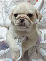 Doug on SALE!, a male Pug for sale in Salina, KS – 1 of 8