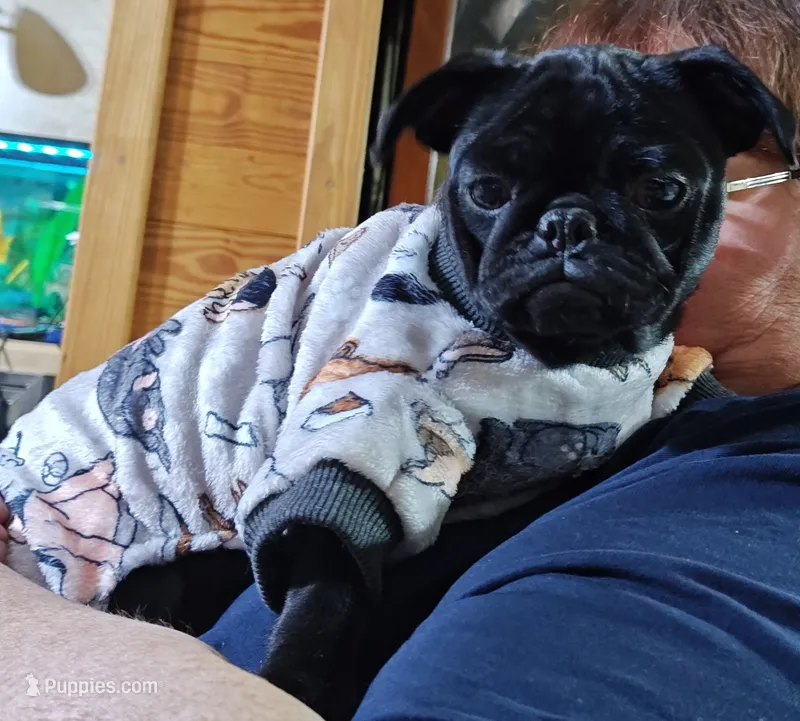 Mochi Missy Black Pug Girl – Pug puppy for sale in Salina, KS