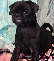 Hubert, a male Pug for sale in Salina, KS – 9 of 10