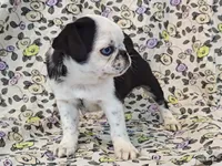 Flora, a female Pug for sale in Salina, KS – 10 of 10
