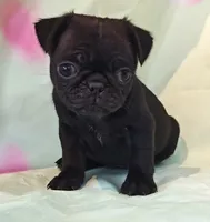BABBS, a female Pug for sale in Salina, KS – 1 of 8