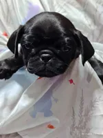 Mochi Missy Black Pug Girl, a female Pug for sale in Salina, KS – 2 of 6