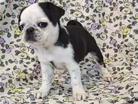 Flora, a female Pug for sale in Salina, KS – 9 of 10