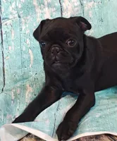 Hubert, a male Pug for sale in Salina, KS – 2 of 10