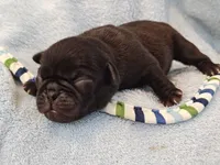 MICKEY, a male Pug for sale in Salina, KS – 8 of 10