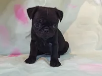 BABBS, a female Pug for sale in Salina, KS – 6 of 8