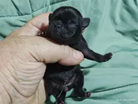 Katie Pug Love girl, a female Pug for sale in Salina, KS – 3 of 6