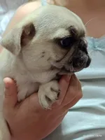 Otis Man Fawn Boy, a male Pug for sale in Salina, KS – 3 of 10